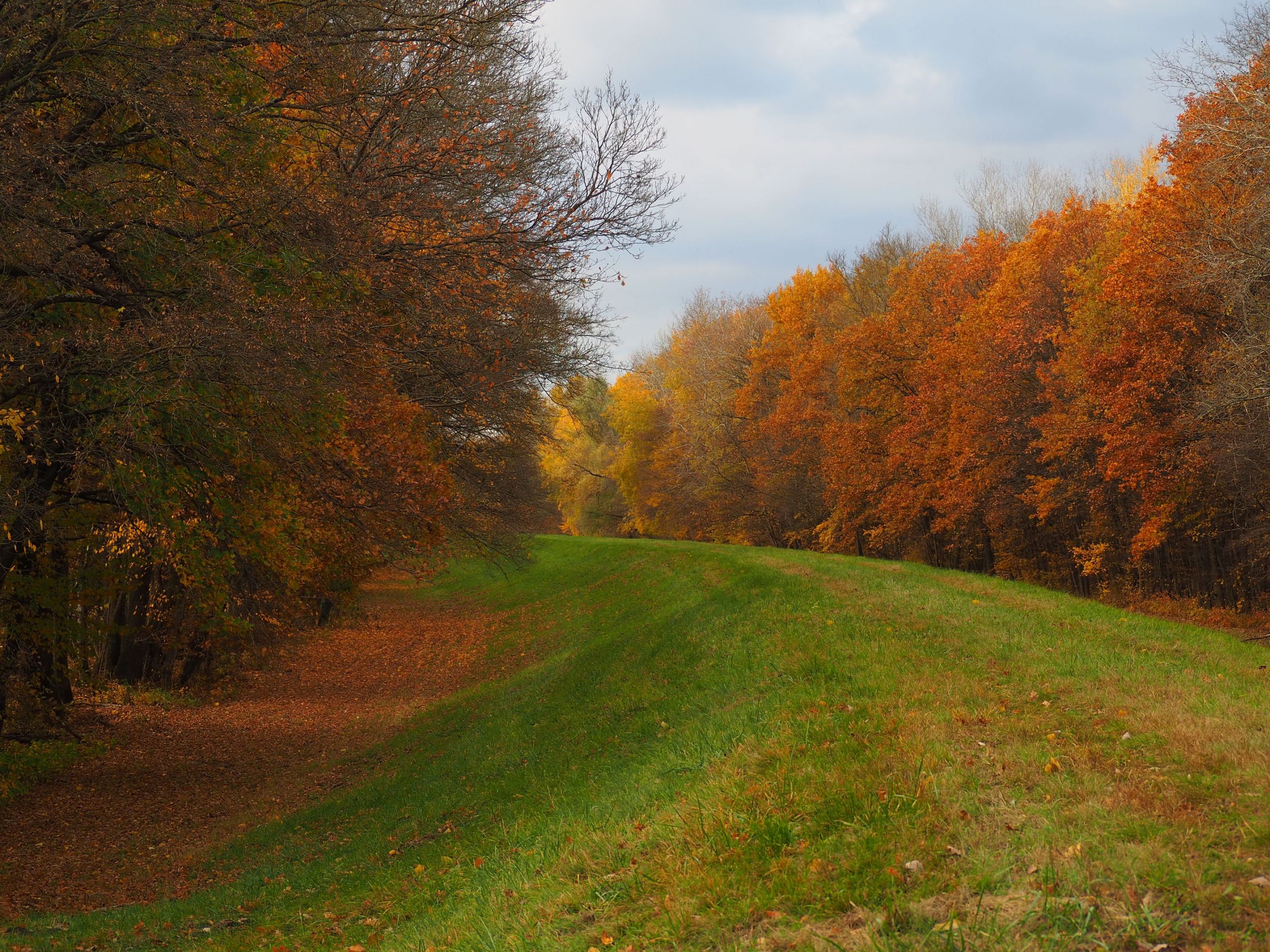autumn path